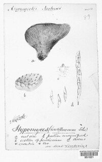 Hypomyces lactifluorum image